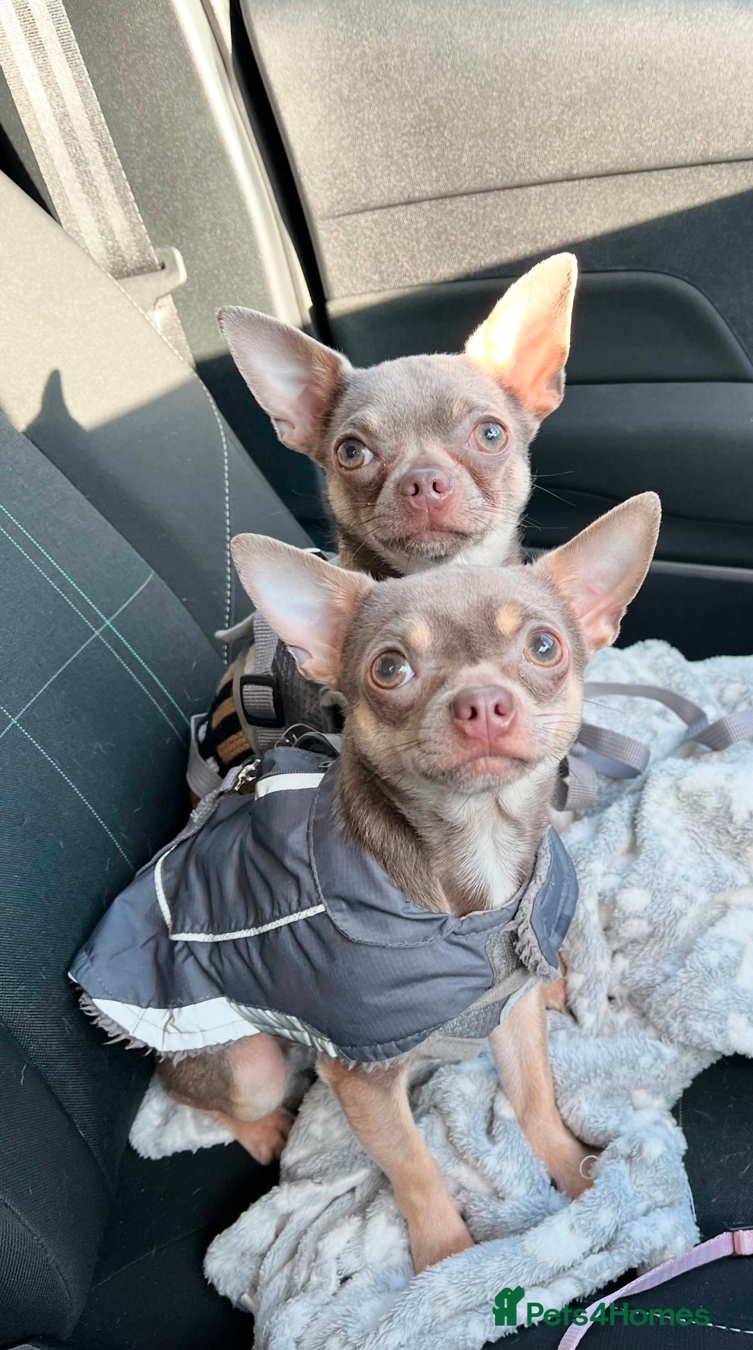 Chihuahua dogs for stud: Proven Lilac KC registered chihuahua for stud  in Liverpool - Image 2
