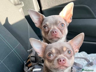 Chihuahua dogs in Liverpool - Advert 1