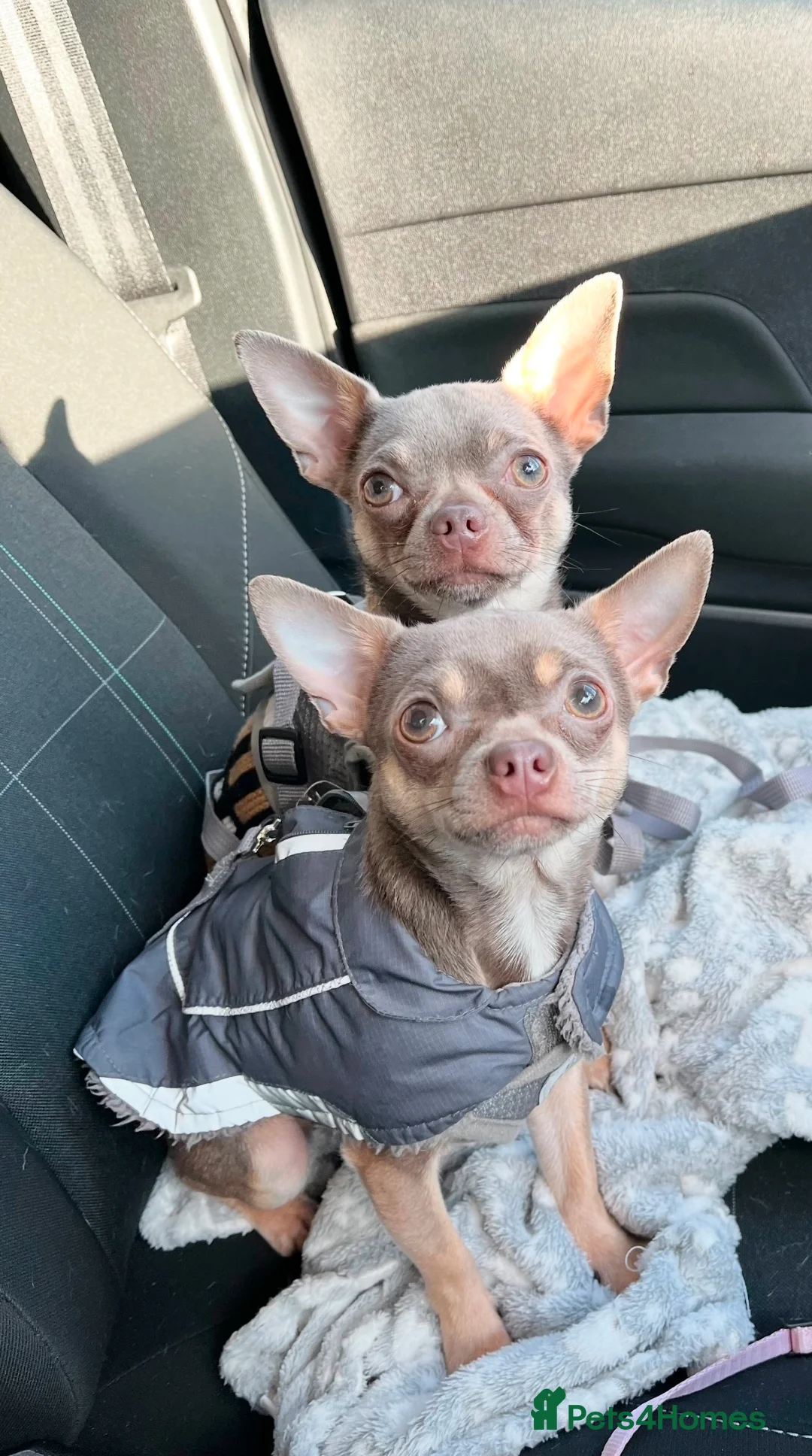 Chihuahua dogs for stud: Proven Lilac KC registered chihuahua for stud  in Liverpool - Advert 6