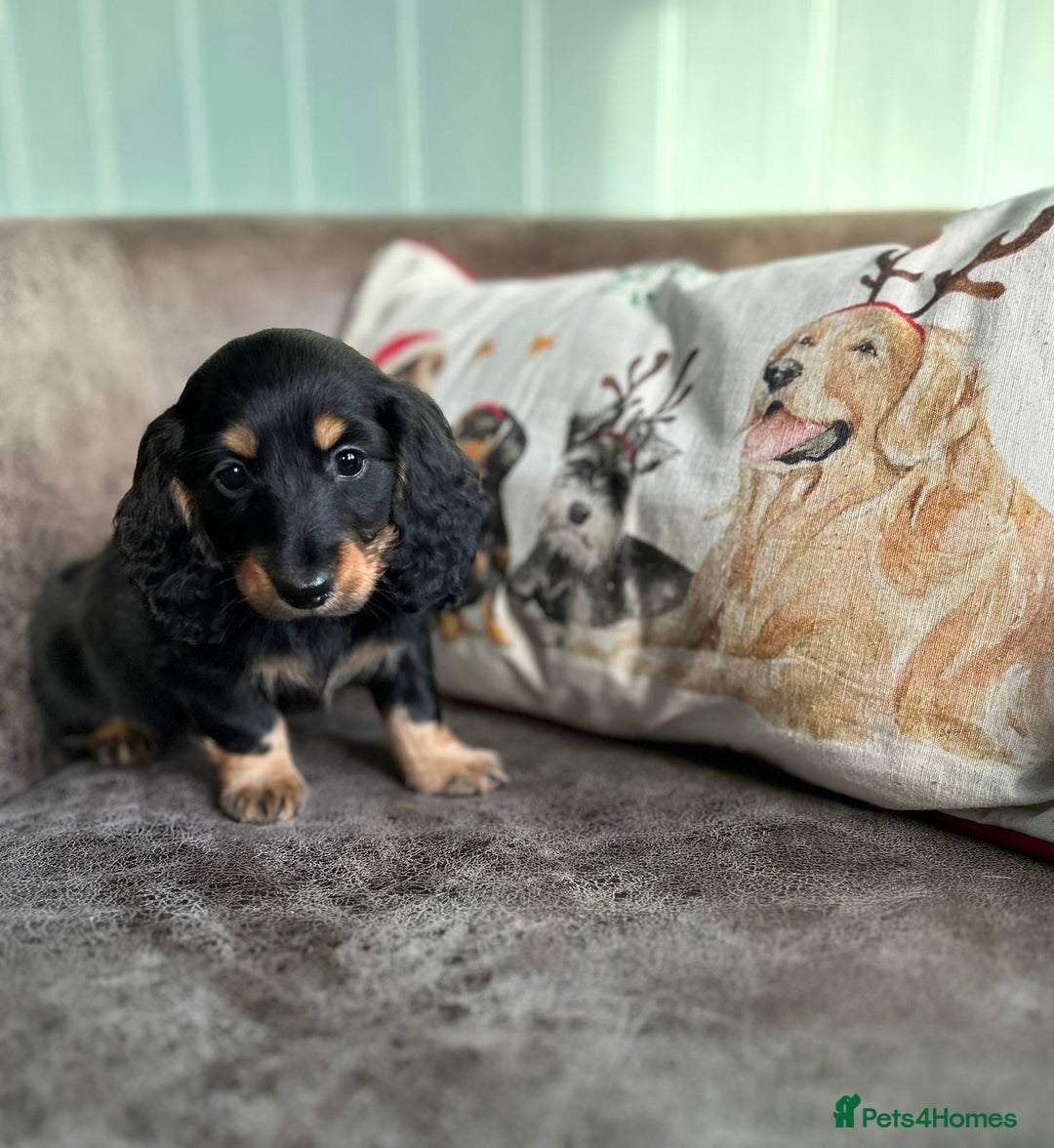 Miniature Dachshund dogs for sale: Miniature longhaired dachshunds  - Advert 4