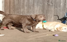 Labrador Retriever dogs for sale: Beautiful Foggy  - Image 5