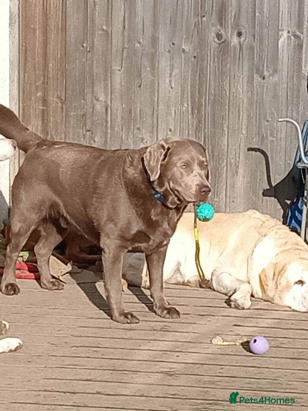 Labrador Retriever dogs for sale: Beautiful Foggy  - Image 5