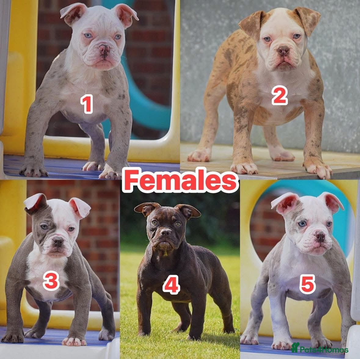 Olde English Bulldogge dogs 23❤️YEARS❤️5⭐️RATED❤️LICENSED❤️PROFESSIONALS❤️ - Advert 18