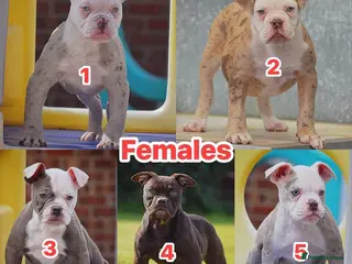 Olde English Bulldogge dogs 23❤️YEARS❤️5⭐️RATED❤️LICENSED❤️PROFESSIONALS❤️ - Advert 3