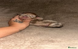Miniature Dachshund dogs for sale: Perfecf kc miniature dachshunds - Image 13