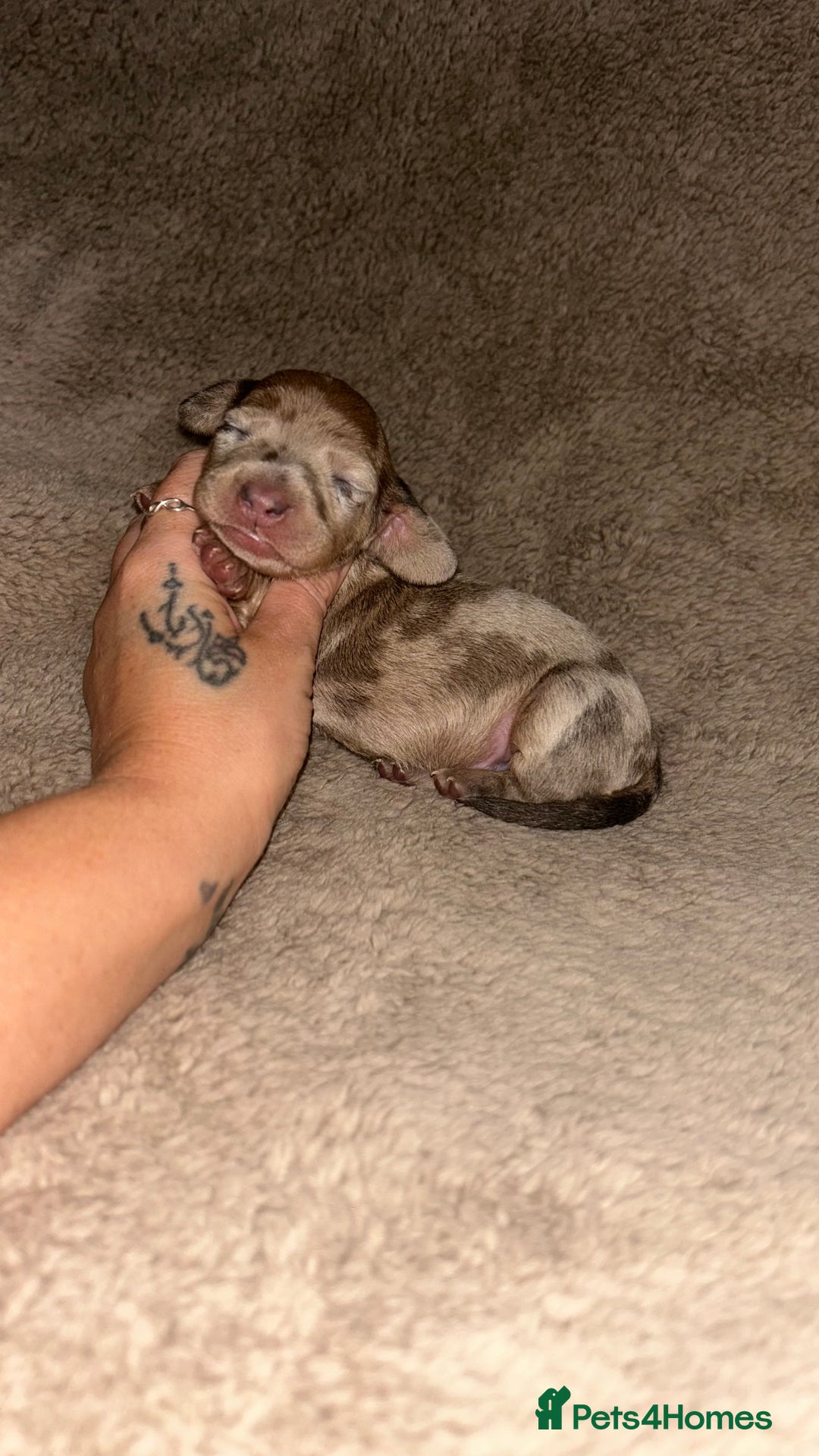 Miniature Dachshund dogs for sale: Perfecf kc miniature dachshunds - Image 13