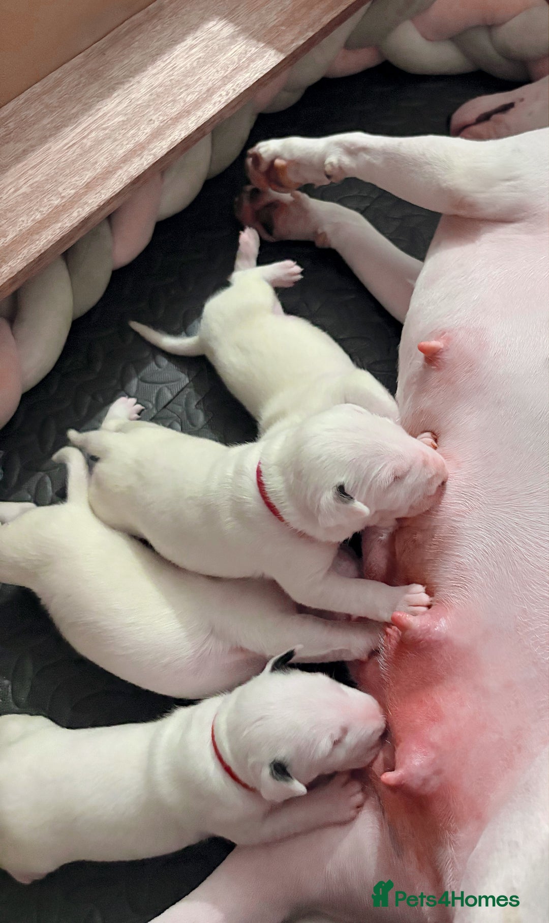 English Bull Terrier dogs for sale: Adorable English Bull Terrier Puppies - Image 17