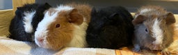 Guinea Pig rodents for sale: Gorgeous teddy girls - Advert 3