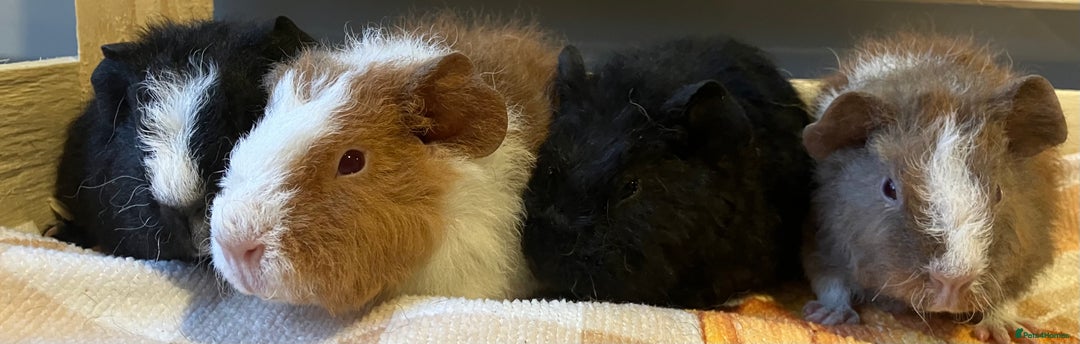 Guinea Pig rodents for sale: Gorgeous teddy girls - Advert 3