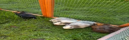 Guinea Pig rodents for sale: 4 Female Guinea Pigs in Chipping Campden - Advert 5