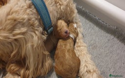 Cockapoo dogs for sale: Gorgeous cockapoo puppies - Image 8