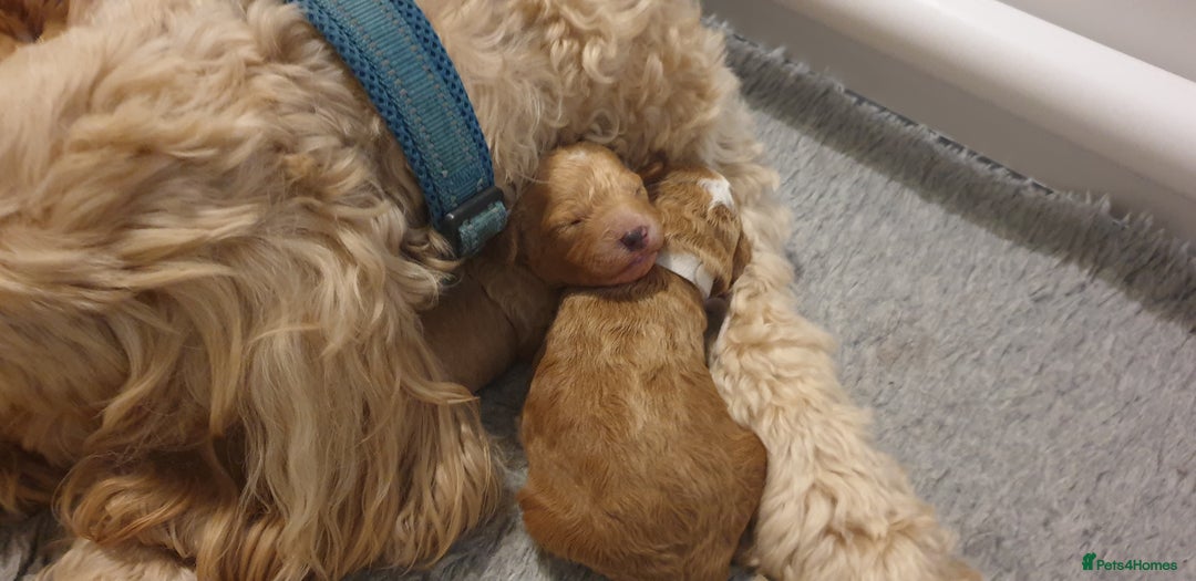 Cockapoo dogs for sale: Gorgeous cockapoo puppies - Image 8