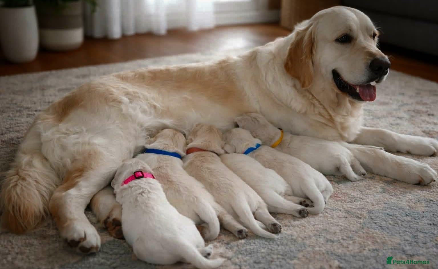 Golden Retriever dogs Golden retriever - Advert 8