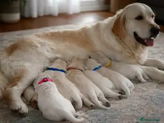 Golden Retriever dogs Golden retriever - Advert 2