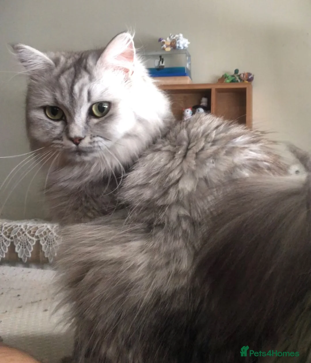 Persian cats for sale: Persian X looking for new home - Advert 2