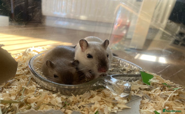 Gerbil rodents - Advert 1
