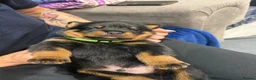 Rottweiler dogs for sale: Beautiful ROTTWEILER puppies  - Advert 13