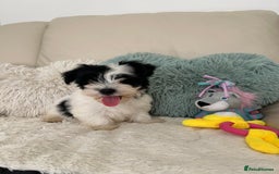 Biewer Terrier dogs for sale: ✨ Beautiful Biewer x Biro Terrier Puppies✨   - Image 9