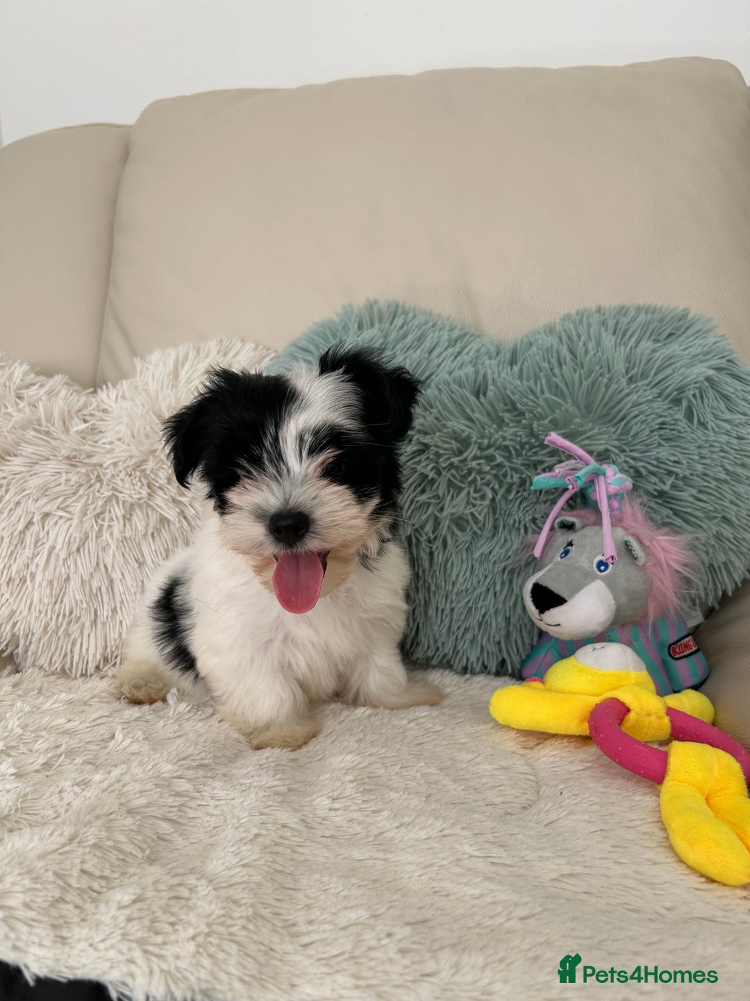 Biewer Terrier dogs for sale: ✨ Beautiful Biewer x Biro Terrier Puppies✨   - Image 9