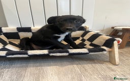 Mixed Breed dogs for sale: Border Collie girl - Image 4