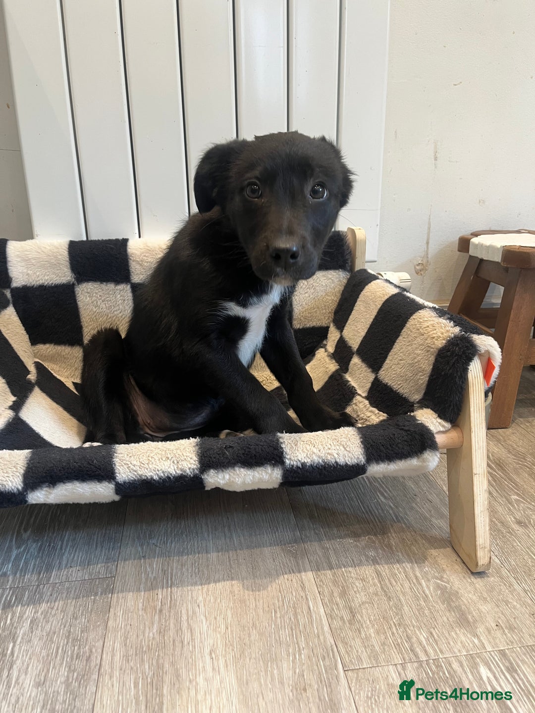 Mixed Breed dogs for sale: Border Collie girl - Image 4