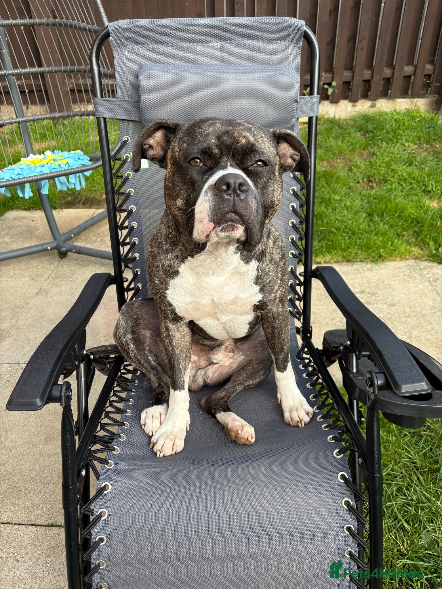 Staffordshire Bull Terrier dogs Eddie is a gorgeous boy 3 in decembwr - Advert 4
