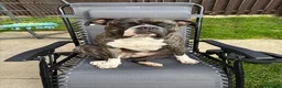 Staffordshire Bull Terrier dogs for sale: Eddie is 3 in Dec he is a gorgeous boy - Advert 1