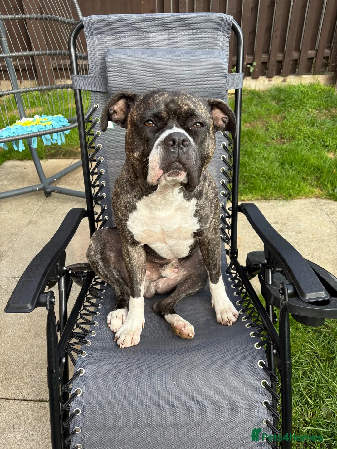 Staffordshire Bull Terrier dogs for sale: Eddie is 3 in Dec he is a gorgeous boy - Advert 1