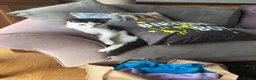 British Shorthair cats for sale: 6 month old Loki - New home needed  in Colwyn Bay - Advert 3