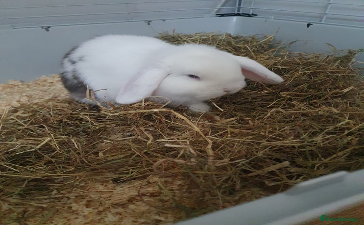 Mini Lop rabbits - Advert 2