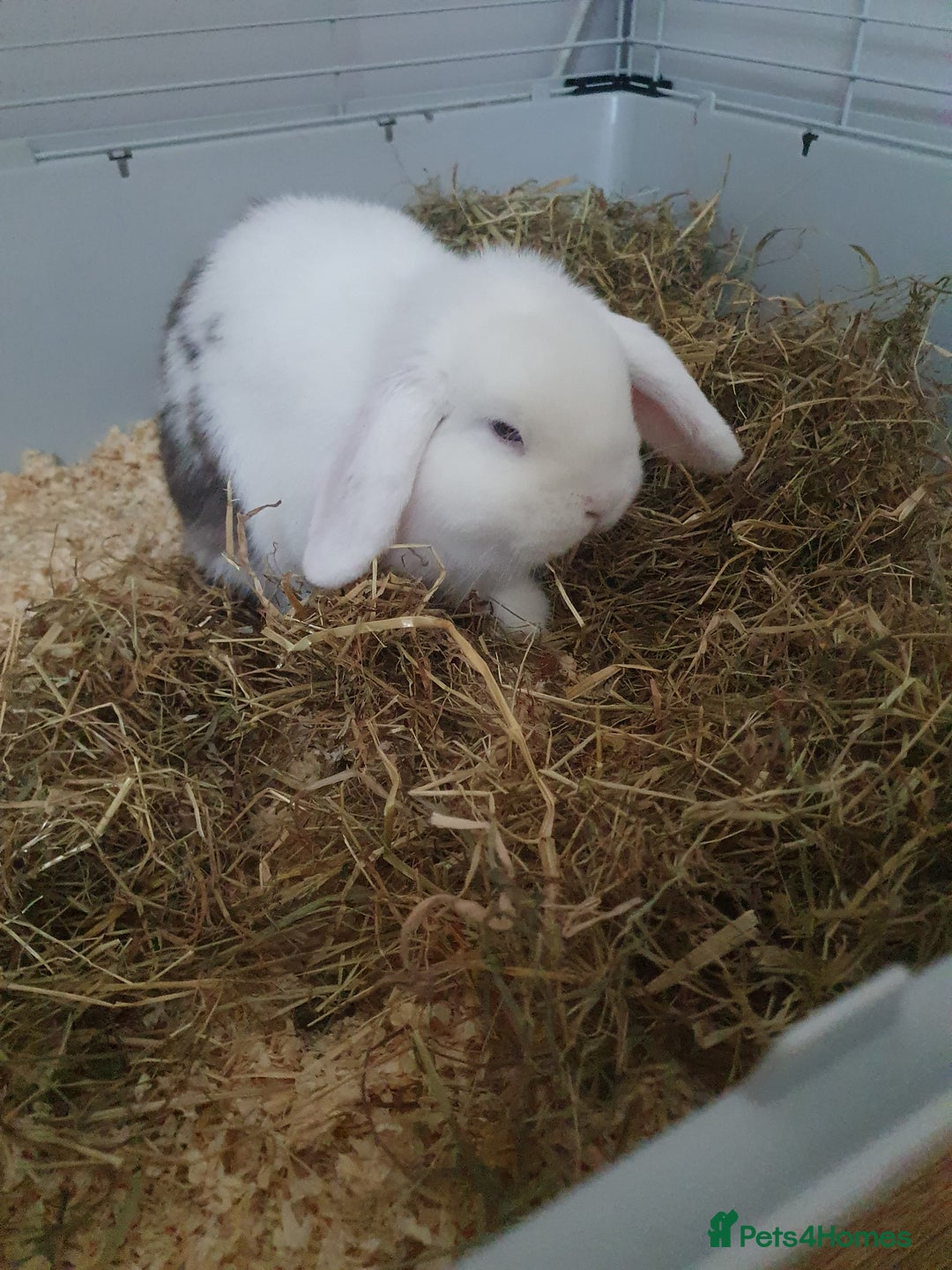 Mini Lop rabbits for sale: Male mini lop - Image 1