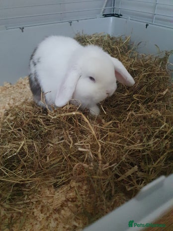 Mini Lop rabbits - Advert 2