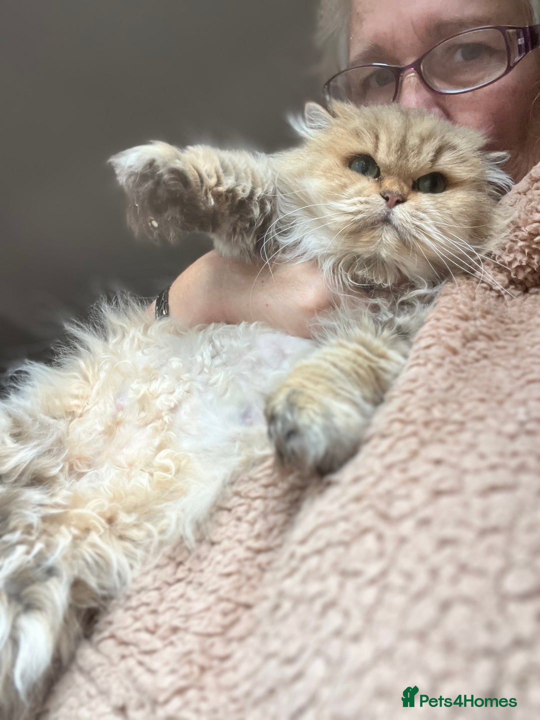 British Longhair cats for sale: Gorgeous Gccf female British Longhair - Advert 4