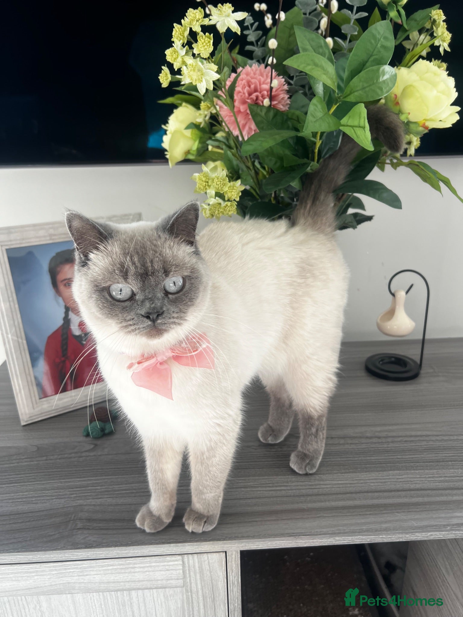 British Shorthair cats GCCF Colour pointed British shorthair   - Advert 1