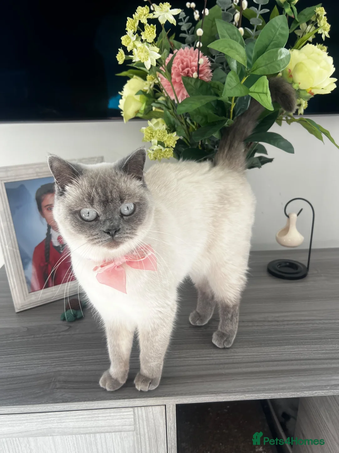 British Shorthair cats for sale: GCCF Colour pointed British shorthair   - Advert 1