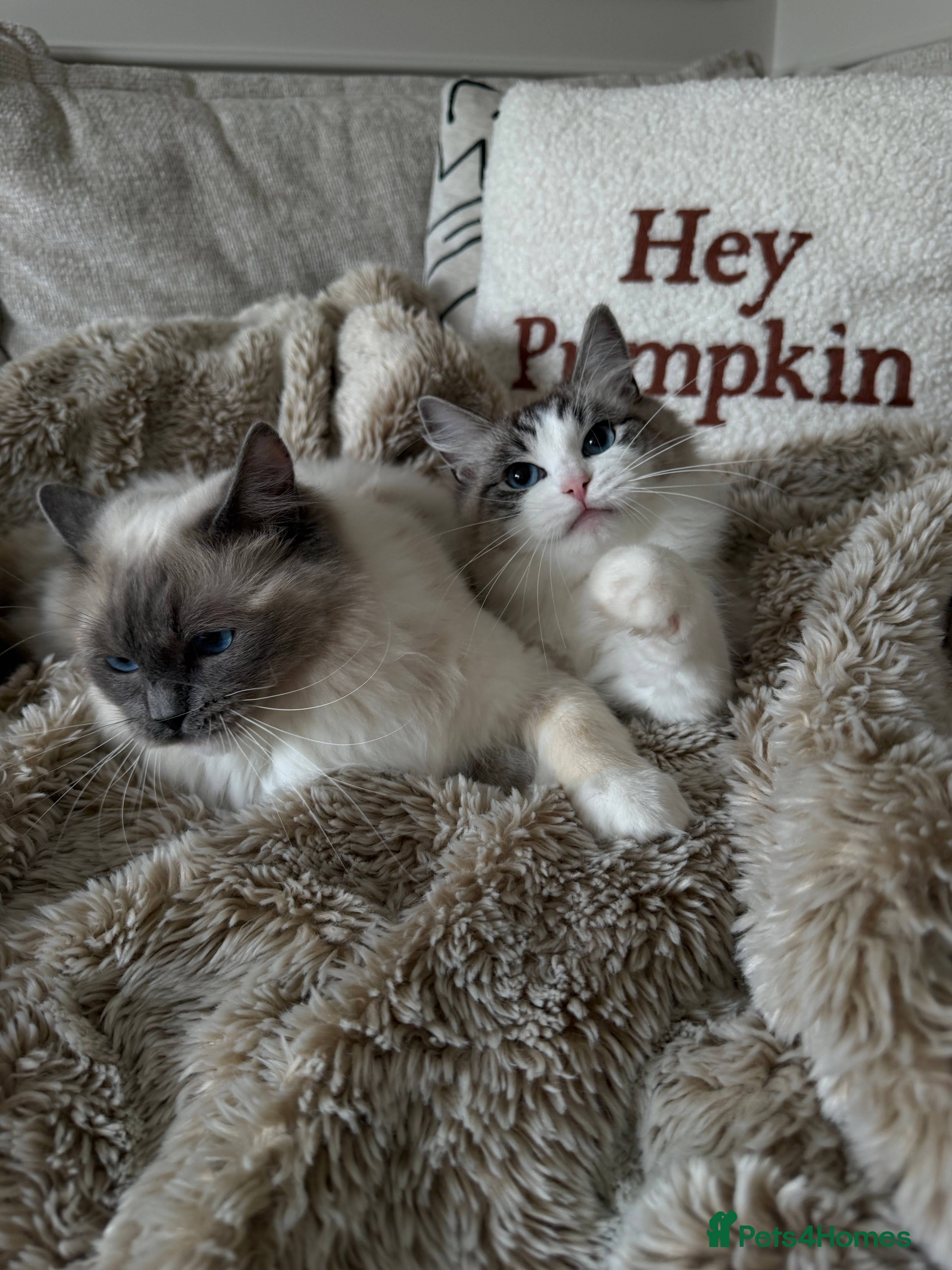 Ragdoll cats Two GCCF Ragdoll Sisters! PRICE FOR BOTH!  - Advert 2