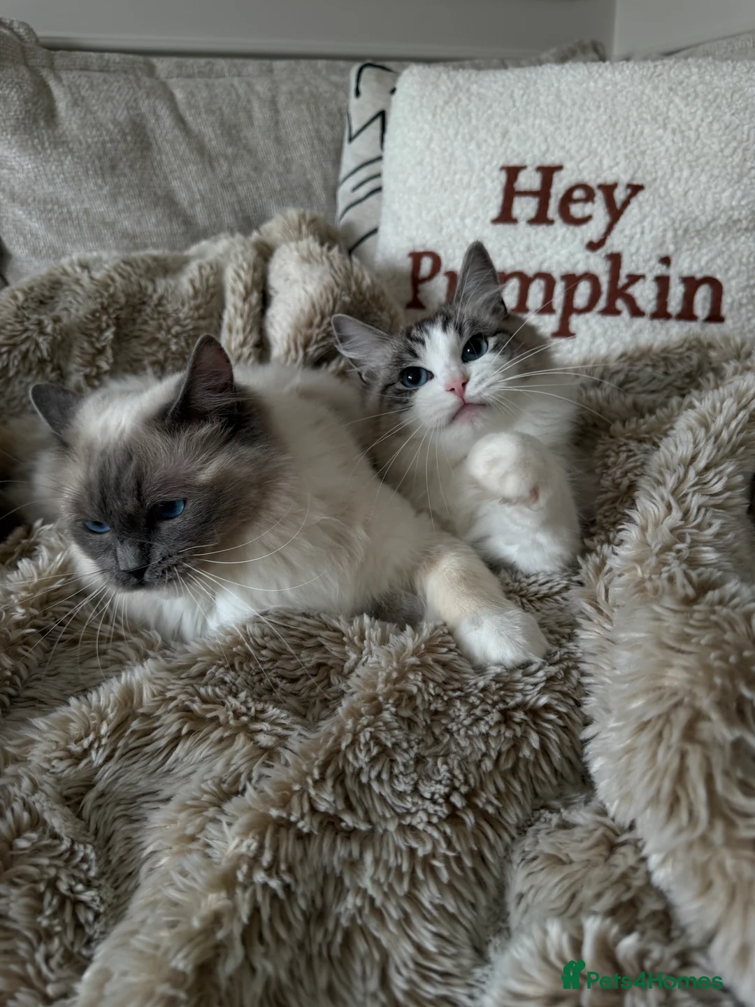 Ragdoll cats for sale: Two GCCF Ragdoll Sisters! PRICE FOR BOTH!  - Advert 2