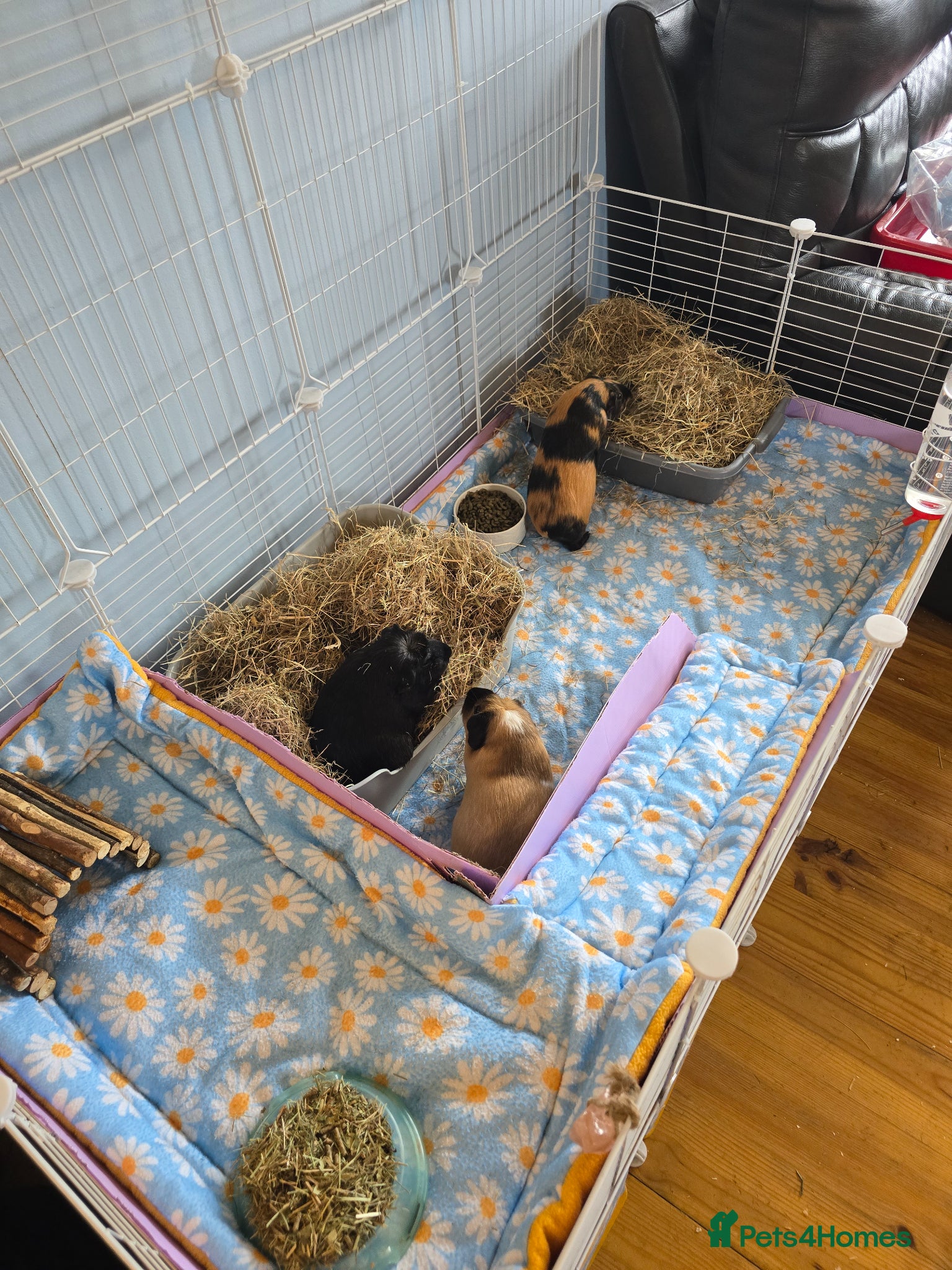Guinea Pig rodents X3 guinea pigs complete set up - Advert 1