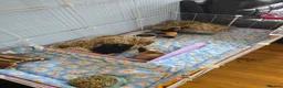 Guinea Pig rodents for sale: X3 guinea pigs complete set up - Advert 1