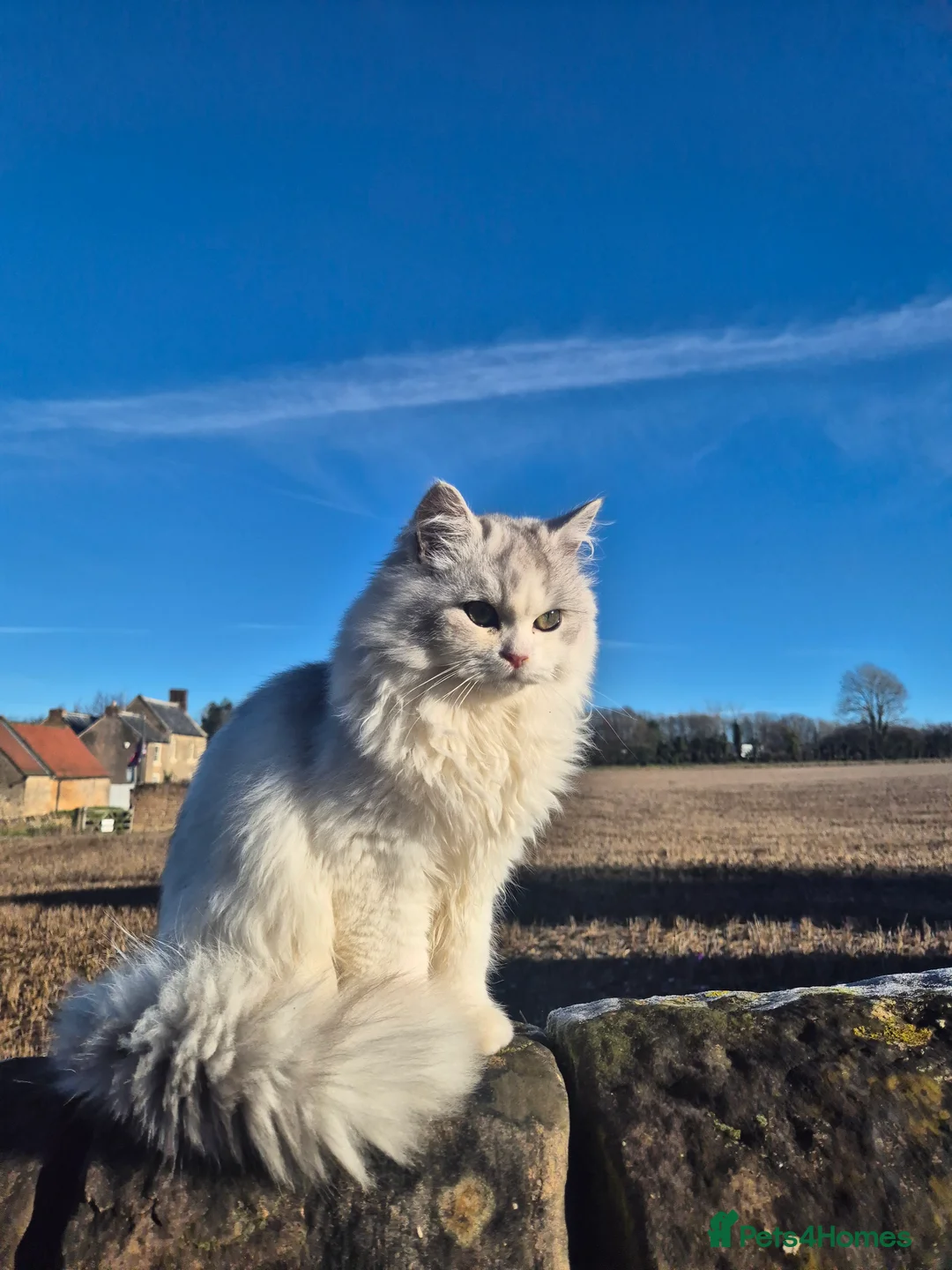 Persian cats for stud: Storm for stud  - Advert 2