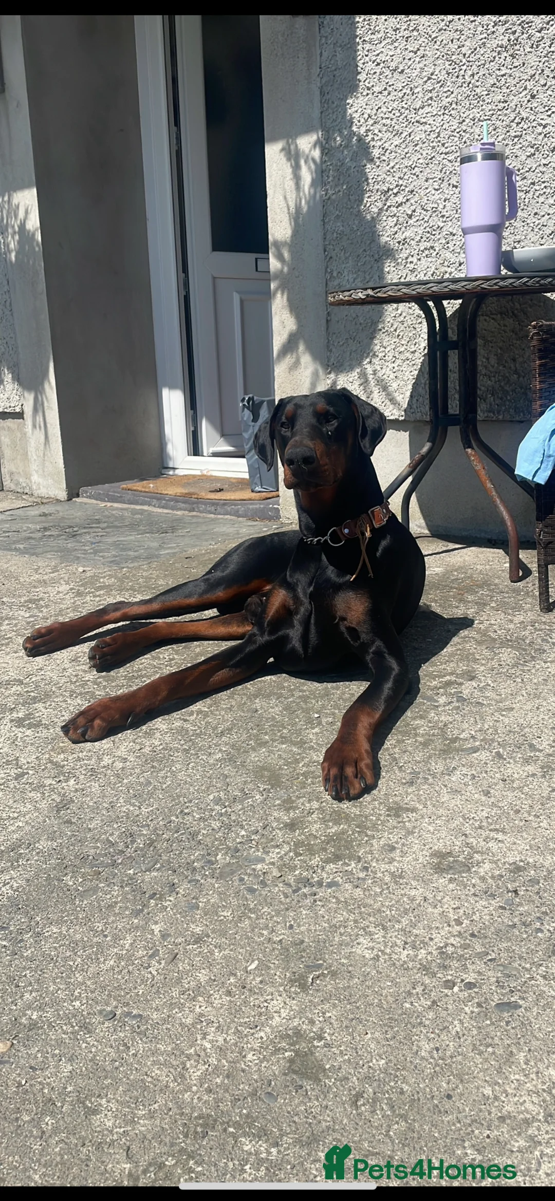 Dobermann dogs for stud: Stud Service Available – Rocco - Advert 1