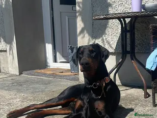 Dobermann dogs Stud Service Available – Rocco - Advert 7