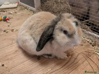 English Lop rabbits English lop price drop due to more been born - Advert 2