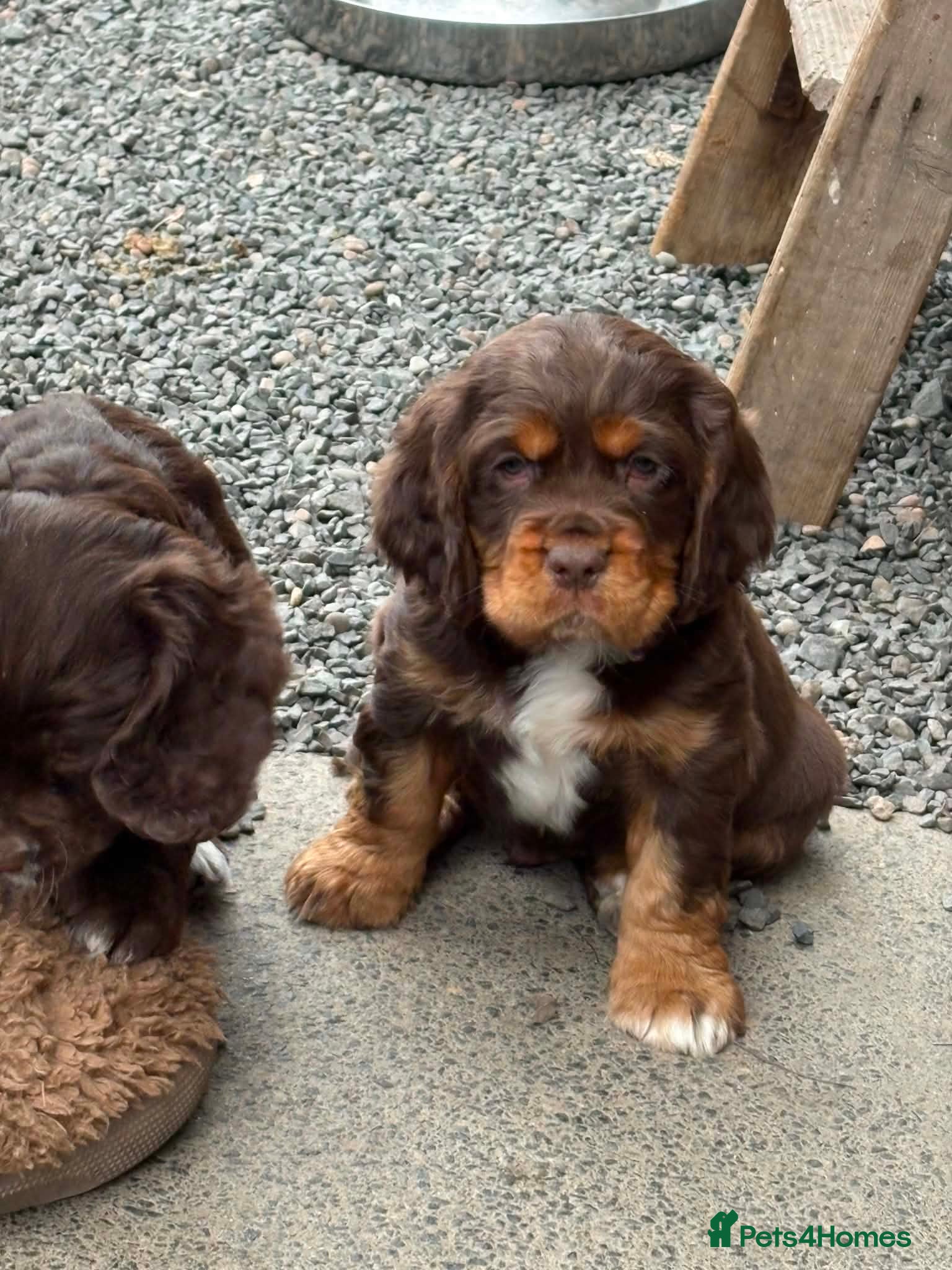 Mixed Breed dogs for sale: Absolutely stunning litter of F1 “Clockers”  - Advert 1