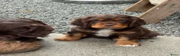 Mixed Breed dogs for sale: Absolutely stunning litter of F1 “Clockers”  - Advert 1