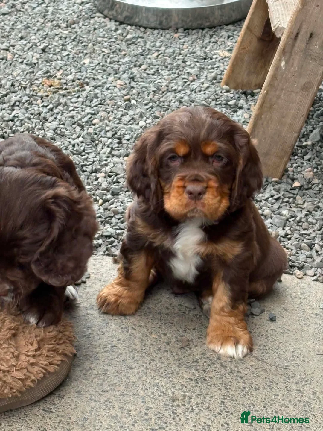 Mixed Breed dogs for sale: Absolutely stunning litter of F1 “Clockers”  - Advert 1