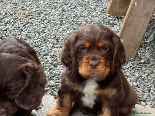 Mixed Breed dogs for sale: Absolutely stunning litter of F1 “Clockers” - Advert 1