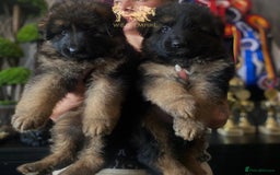 German Shepherd dogs for sale: ⭐️Beautiful German Shepherds puppies ⭐️ - Image 2