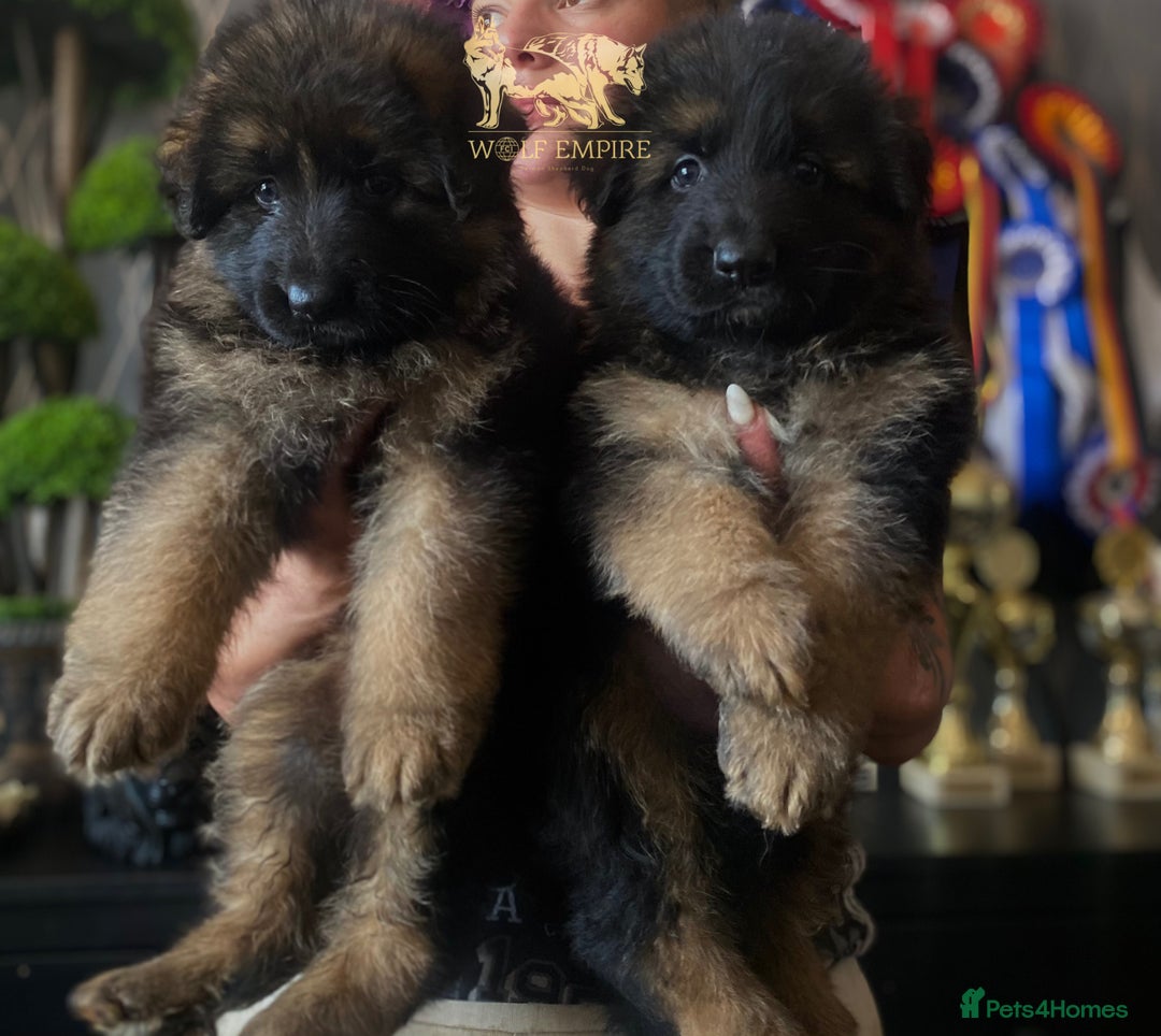 German Shepherd dogs for sale: ⭐️Beautiful German Shepherds puppies ⭐️ - Image 2
