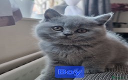 British Shorthair cats for sale: TOP💗 Quality British Shorthair 😻Kittens💋 - Image 21